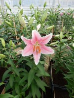 [4315 Pink Saffire GA No01.JPG]